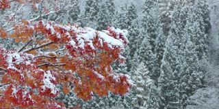 枫叶的秋叶与雪