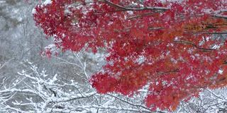 秋天的枫叶上下雪了