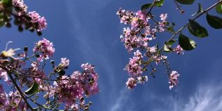 玫瑰是一种粉红色的花新热带树和蓝色的天空。普通名称粉红喇叭树，粉红poui，粉红tecoma，玫瑰色喇叭树，巴桑特拉尼