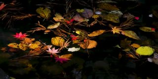 枫树的枯叶从池塘里流过