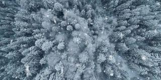 空中从上到下拍摄的混合冬季森林在雪。白色的冰冻的树和飘落的雪花。壮丽的冬季自然景观