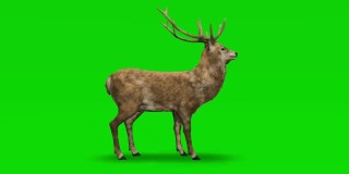 鹿在绿色屏幕上闲着。概念动物、野生动物、游戏、返校、3d动画、短视频、电影、卡通、有机、色度键、角色动画、设计元素、可循环