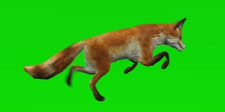 狐狸在绿色屏幕上奔跑。概念动物、野生动物、游戏、返校、3d动画、短视频、电影、卡通、有机、色度键、角色动画、设计元素、可循环