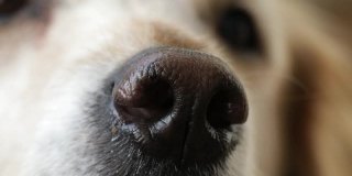 一只金毛猎犬的鼻子在嗅-靠近