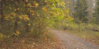 落叶在美丽的野秋林里，路上铺满了金黄的落叶。高质量的画面。