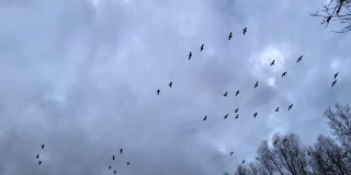 许多灰色的大雁在多云的天空飞翔