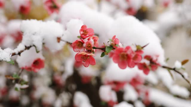 野玫瑰花朵