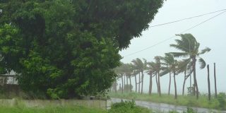 树和棕榈树在大雨和强风下。热带风暴的概念。包含自然声音