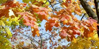 在晴朗的秋日，蓝天上，树上金黄色的叶子在微风中摇摆。近距离观赏美丽风景