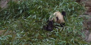 一只可爱的熊猫坐在竹枝间吃东西
