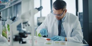 穿着安全眼镜的英俊男性微生物学家，用镊子检查西红柿的种子腔，并将样本放入盘中。在现代食品科学实验室工作的医学科学家。