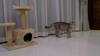 两只可爱的黄眼睛虎斑猫在客厅玩他的玩具视频素材模板下载