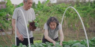 一对积极的老年夫妇在田间采摘蔬菜