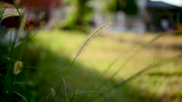 草花随风吹，慢镜头录像