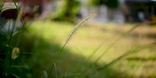 草花随风吹，慢镜头录像