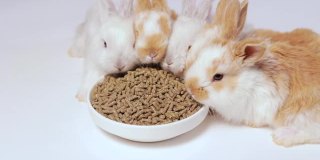 可爱的姜兔子在白色的背景上吃配合饲料。兔子的食物。平衡的宠物食品。不错的宠物视频，很多食物