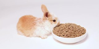 可爱的姜小兔子在白色的背景上吃配合饲料。兔子的食物。为宠物提供均衡的宠物食品。