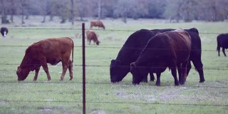 自由放养的肉牛，包括公牛、母牛和小牛，
