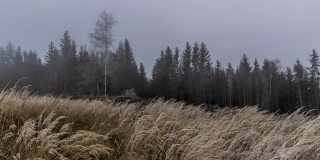 一段时间的新飘落的雪与雾和黄色的草覆盖新雪在风中移动与树木在白色的背景。