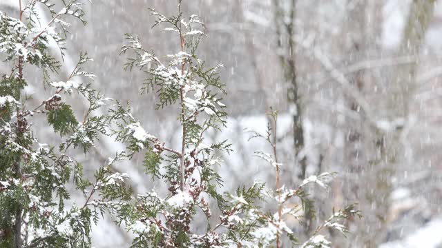 下雪天的树顶