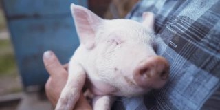 一个善良的农民把一只熟睡的猪抱在怀里。一个戴着草帽的男人在干草棚附近。农业