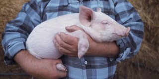 一个善良的农民把一只熟睡的猪抱在怀里。一个戴着草帽的男人在干草棚附近
