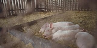 小猪睡在猪圈的稻草上。牧场,养猪场。农业