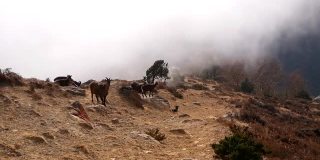 喜马拉雅塔尔(Hemitragus Jemlahicus)动物群放牧在陡峭的岩石草地上的斜坡上，在强风中上升的云，靠近尼泊尔昆布。