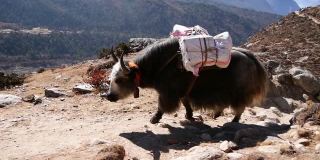 在喜马拉雅山尼泊尔昆布邦波切附近的珠峰大本营，牦牛车队带着毛茸茸的牦牛，车上装满了袋子和气瓶。