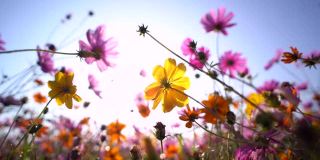 清晨的草原宇宙花，大自然花的概念