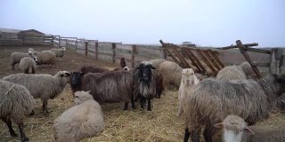 黑白相间的绵羊在农场吃草。山大型牧场