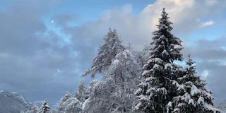 日出越过白雪覆盖的高山和树木