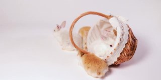 姜黄色的家兔在篮子里玩耍，在白色的背景下从柳条篮子里爬出来。滑稽毛茸茸的宠物兔子视频。