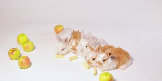 家养的小兔子在白色的背景上一边玩一边吃苹果。兔子的食物，兔子维生素。为兽医诊所，药品和动物商店，有趣的视频食物搜索