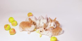 家养的小兔子在白色的背景上一边玩一边吃苹果。兔子的食物，兔子维生素。为兽医诊所，药品和动物商店，有趣的视频食物搜索