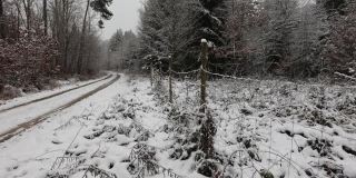 冬天的早晨，森林里下雪了
