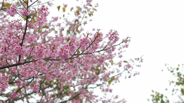 接近樱花花瓣飘落的春天