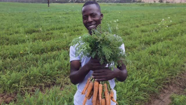 一个非洲黑人农民微笑的特写镜头，看着相机，拿着一串漂亮的新鲜胡萝卜，他刚刚拔出地面