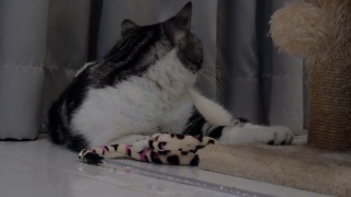 两只可爱的黄眼睛虎斑猫在客厅玩他的玩具视频素材模板下载