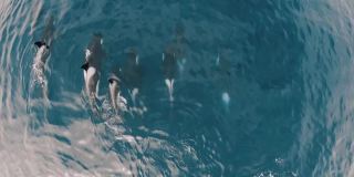 虎鲸家族游泳在水面鸟瞰图超高清