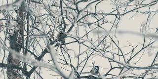 山雀休息在覆盖着霜花的树枝上慢动作