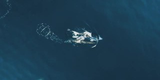 两只虎鲸一起在巴塔哥尼亚海面游泳
