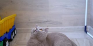 漂亮的灰色英国家猫在地板上玩球。好玩的、活跃的宠物