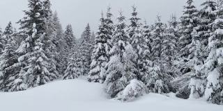 冬季，弗尔加利亚特伦蒂诺的松树上覆盖着积雪