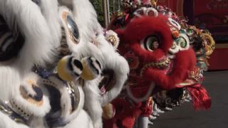 春节期间一群中国狮子表演。视频素材模板下载