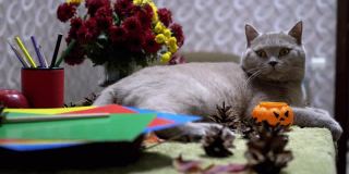 苏格兰直猫坐在秋天的花的背景上。万圣节与宠物
