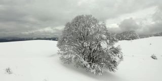 树木被新雪覆盖的全景图像。