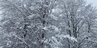 松树和冷杉上飘着雪花