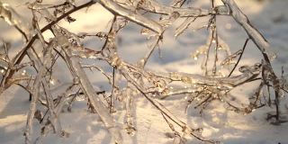 冻雨过后，树枝上结了冰。