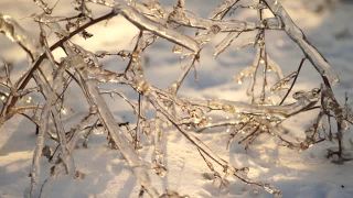 冻雨过后，树枝上结了冰。视频素材模板下载